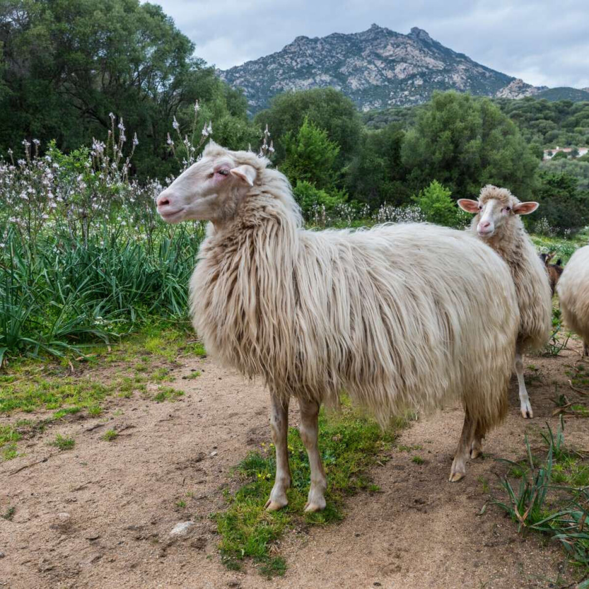 Norwegian researchers exchange knowledge about greenhouse gases from sheep with colleagues in Sardinia Norwegian researchers exchange knowledge about greenhouse gases from sheep with colleagues in Sardinia
