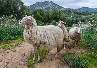 Norwegian researchers exchange knowledge about greenhouse gases from sheep with colleagues in Sardinia