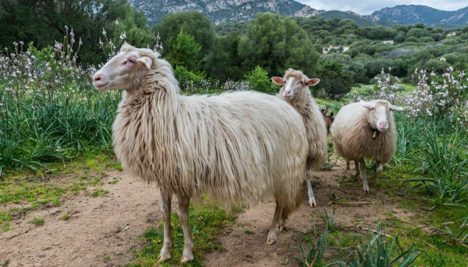 Sardinia holds almost half of the sheep in Italy.