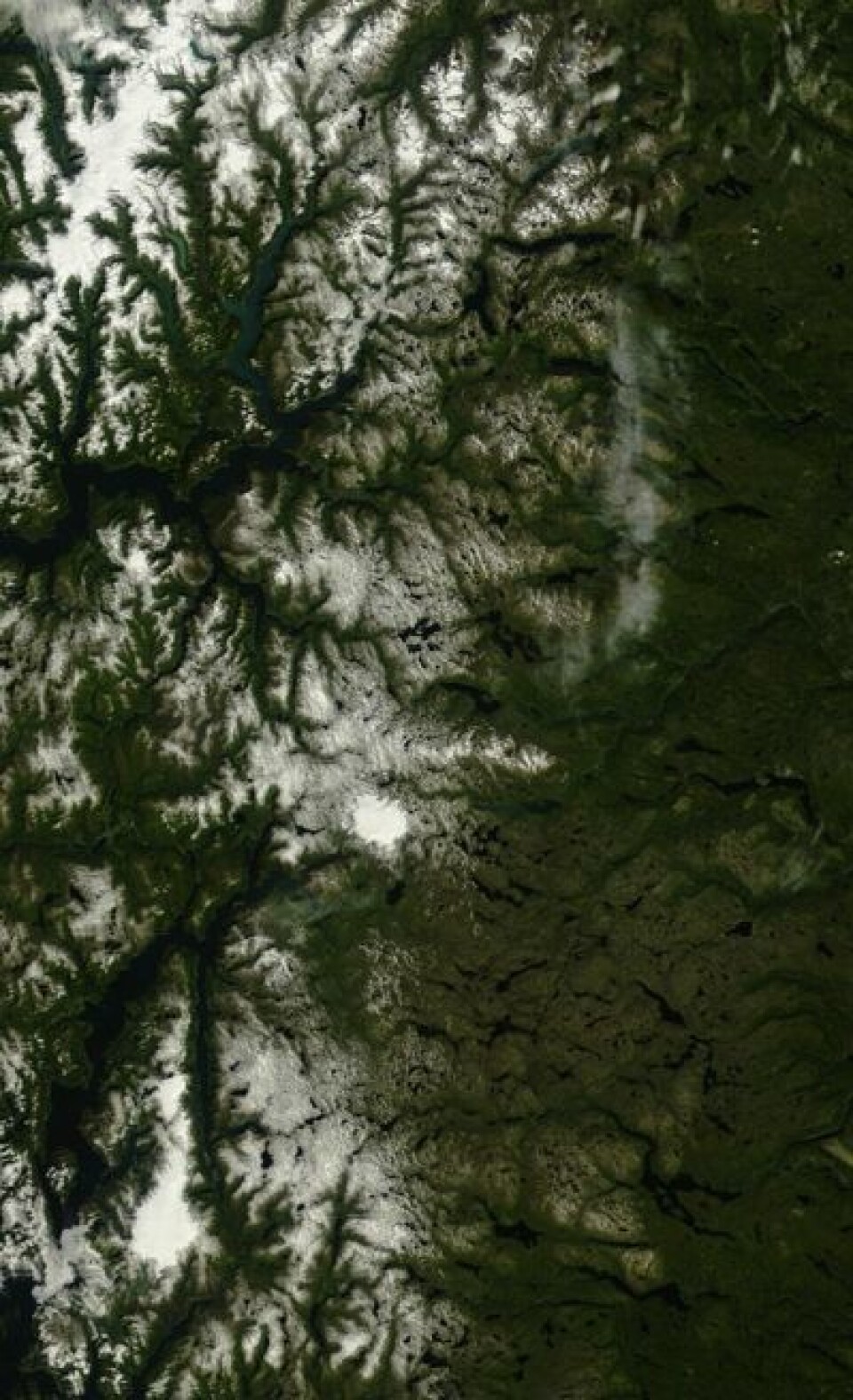 Jostedalsbreen, Folgefonna og Hardangerjøkulen? Joda, de er der enda. Ikke så rart, slik denne sommeren har vært i Sør-Norge. (Foto: (NASA Terra MODIS))