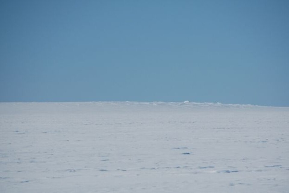 Iskolle (ice rice) som stikker opp av den ellers helt flate Fimbulisen (Foto: Per Gunnar Gabrielsen)