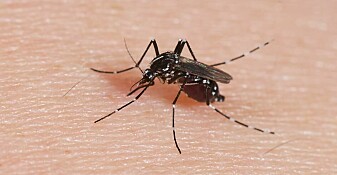 Mygg har fraktet den ubehagelige sykdommen Chikungunya til Europa. Forskning på viruset kan gi bedre vaksiner