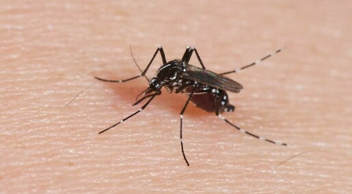 Mygg har fraktet den ubehagelige sykdommen Chikungunya til Europa. Forskning på viruset kan gi bedre vaksiner