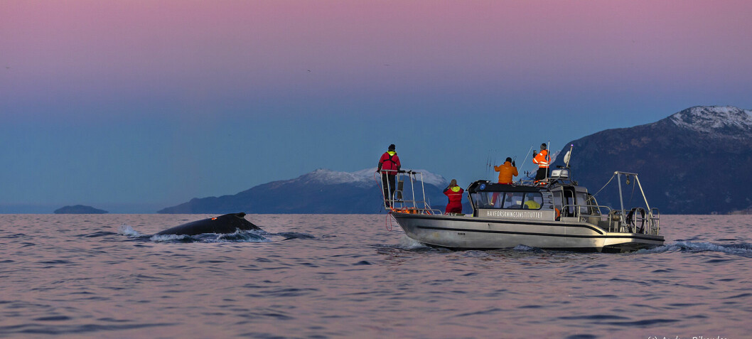 Unike bilder: Se hvalene filme seg selv mens forskerne tester om de blir skremt av lyder