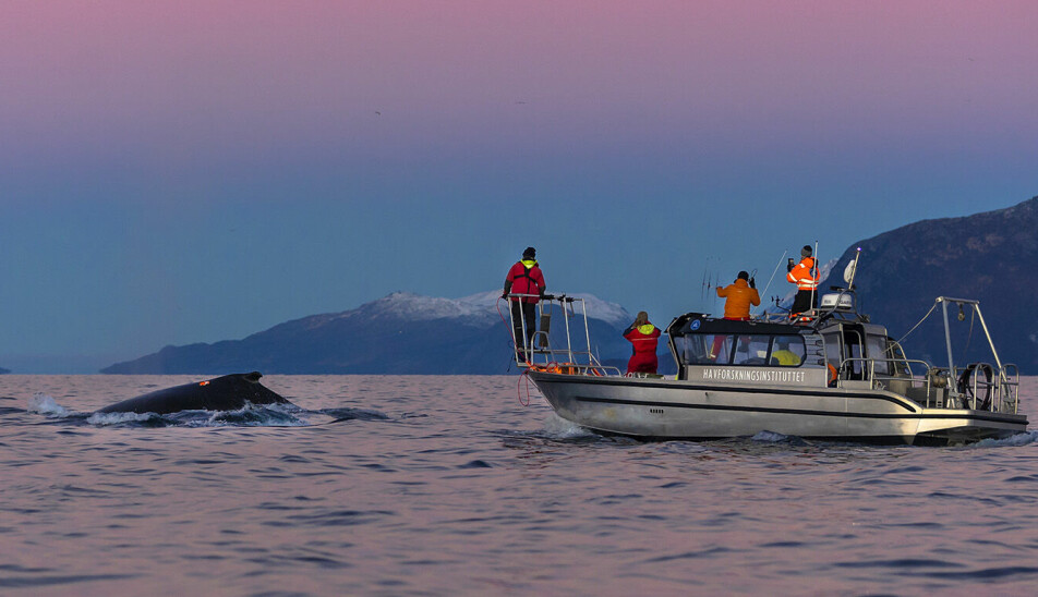 Her er forskerne ute for å merke hval. Merket som festes til hvalen med sugekopper gjør det mulig for forskerne å følge hver minste bevegelse hos hvalen.