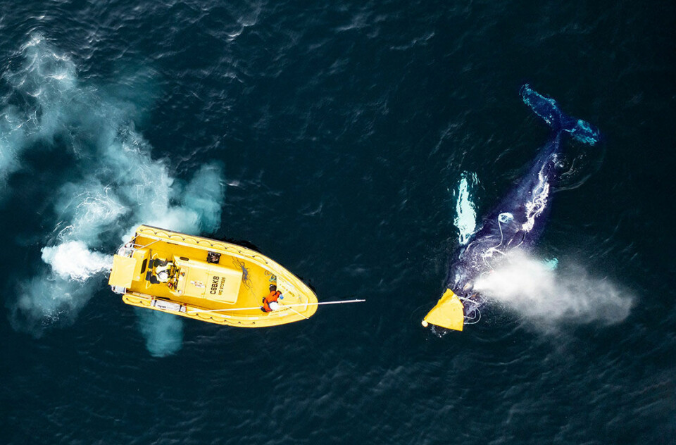 Hensikten med skremmelydene forskerne tester ut, er å unngå slike hendelser hvor hval går i sildenota. (Foto: Audun Rikardsen / UiT)