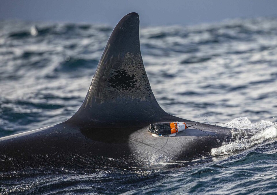 Slik ser kameramerket ut når det er festet til hvalen med sugekopper.  (Foto: Audun Rikardsen / UiT)