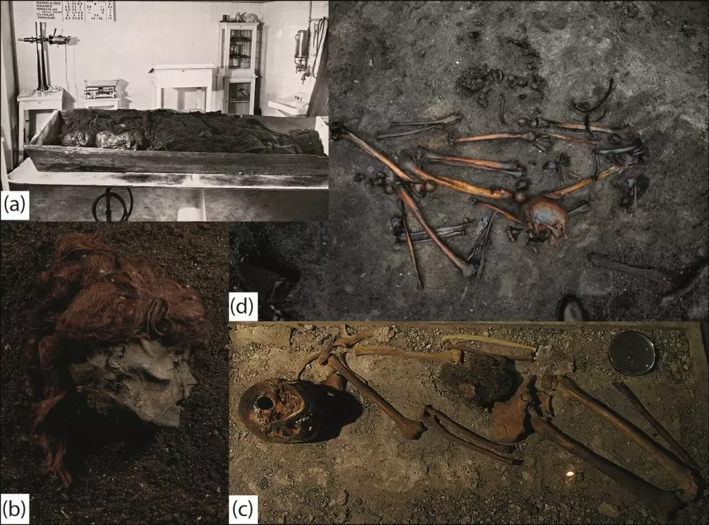 Bildet viser forskjellige typer levninger som har blitt funnet i myr. Det er alt fra skjeletter til svært godt bevarte lik. Hodet nede til venstre ble funnet ved Stidsholt i Danmark og er fra et menneske som ble halshogget.