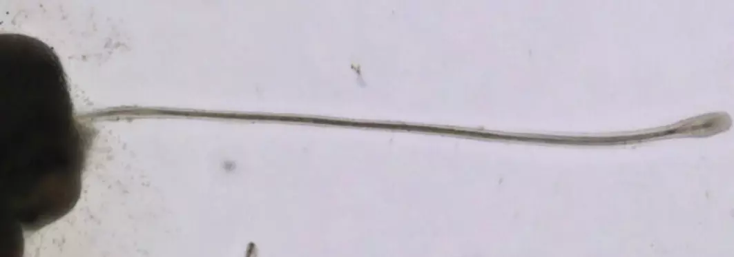 En lang, spirende hårsekk som har vokst i en petriskål i et laboratorium. Kan kunstig dyrkede hårsekker være en framtidig behandling av hårtap? Dansk forsker er skeptisk.