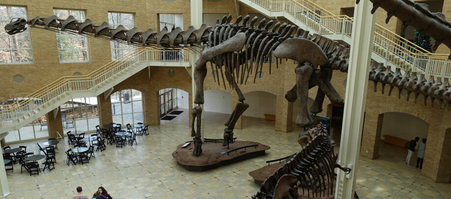 Rekonstruksjon av en argentinosaurus, som levde i den sene krittiden for omkring 80 millioner år siden. De kunne bli opp mot 35 meter, som svarer nesten to tennisbaner.
