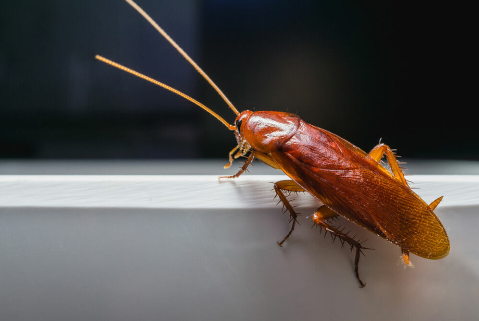 Kakerlakker har ikke endret seg mye de siste 300 millionene årene, bortsett fra når det gjelder størrelsen. Kakerlakker kunne under karbontiden bli opptil ni centimeter lange, dobbelt så store som i dag.