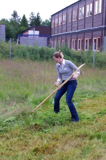 Slå gras. (Foto: Gaute G. Gunleiksrud) Slå gras. (Foto: Gaute G. Gunleiksrud)