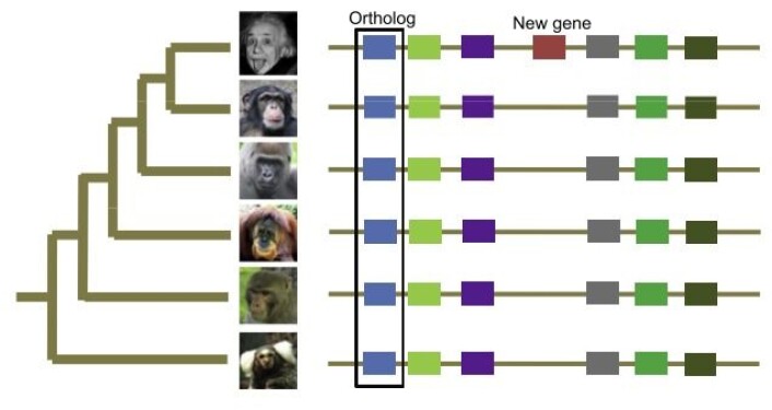 Foreldreløse gener ligner ikke på noen andre gener. (Foto: Wu, D. D. et al. 2013. MPE.) Foreldreløse gener ligner ikke på noen andre gener. (Foto: Wu, D. D. et al. 2013. MPE.)