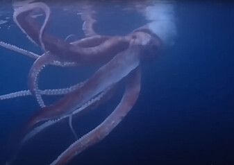 Video viser kjempe­blekksprut utenfor Japan