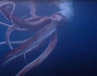 Video viser kjempe­blekksprut utenfor Japan