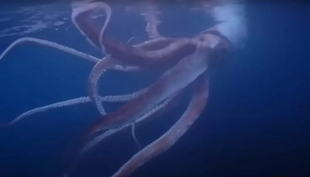 Kjempeblekkspruten ble funnet utenfor kysten av Japan, der den beveget seg langsomt i vannet.
