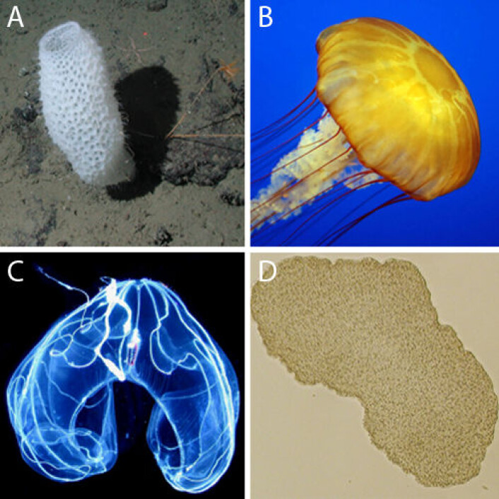 Figur2. A) En svamp. B) Et nesledyr. C) En ribbemanet. D) Trichoplax. (Foto: wikipedia.org) Figur2. A) En svamp. B) Et nesledyr. C) En ribbemanet. D) Trichoplax. (Foto: wikipedia.org)