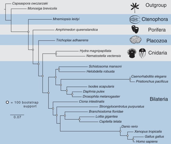 Figur 3. Slektskapsanalysen til Ryan og kollegaene viser at ribbemaneten var den første dyrerekken. Legg merke til at Placozoa plasserer seg i mellom svampene og Nesledyrene. (Foto: Science) Figur 3. Slektskapsanalysen til Ryan og kollegaene viser at ribbemaneten var den første dyrerekken. Legg merke til at Placozoa plasserer seg i mellom svampene og Nesledyrene. (Foto: Science)