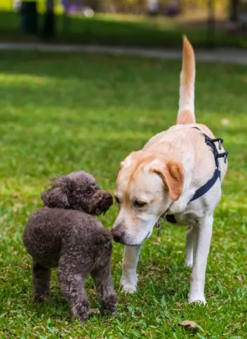 Sammenhengen mellom vennskap og luktesans er noe vi forbinder mest med for eksempel hunder.