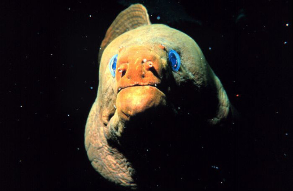 Gymnothorax funebris (Foto: NOAA research)