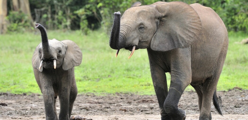 Denne elefanten gjør en viktig jobb for klimaet, mener forskere