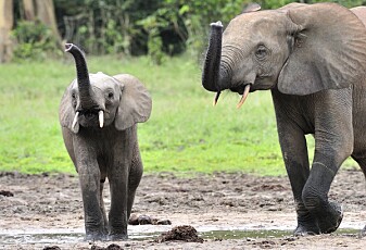 Denne elefanten gjør en viktig jobb for klimaet, mener forskere