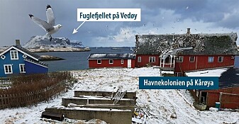 Åtte av ti hekkende krykkjer har forsvunnet fra norske fuglefjell. Havørn får deler av skylda