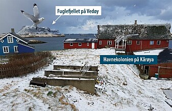 Åtte av ti hekkende krykkjer har forsvunnet fra norske fuglefjell. Havørn får deler av skylda
