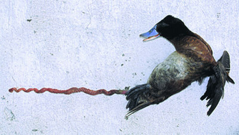 'Andepenis med drillfunksjon. (Foto: Kevin G McCracken fra McCracken et al 2001)'