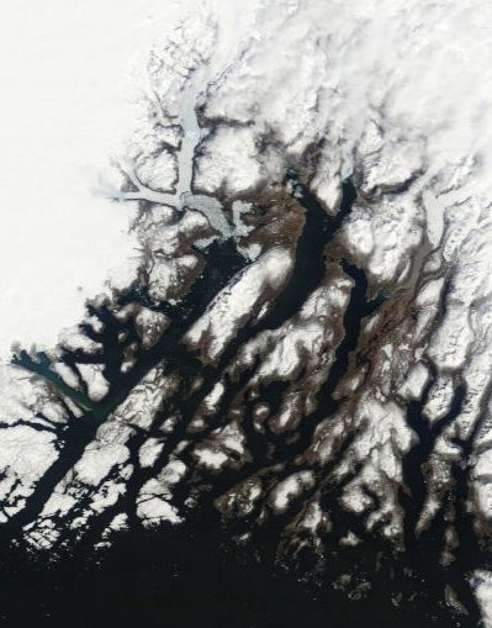 Ikke den helt store vårstemningen i år i traktene rundt norrøne Brattahlid på Grønland. Her sett fra NASAs Terra 11. mai. (Foto: (NASA Terra MODIS))