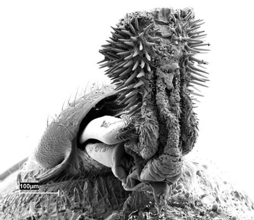'Billepenis med praktiske pigger (Foto: Johanna Rönn, Universitetet i Uppsala)'