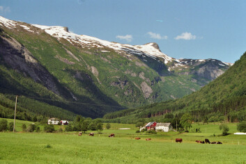 Kuer, gras og bøker: Fjærland i et nøtteskall Kuer, gras og bøker: Fjærland i et nøtteskall