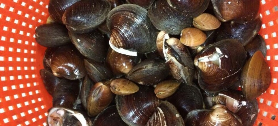 Kuskjell, som dem du finner i strandkanten, er blant artene klimaforskere bruker til å studere tidligere tiders klima. Disse skjellene ble samlet inn under et forskningstokt utenfor Island i 2015.