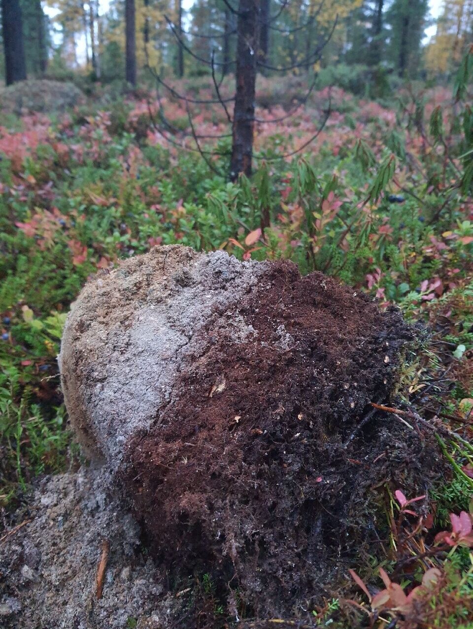 Slik ser det typisk ut etter man har gravd opp jord for å ta en prøve.