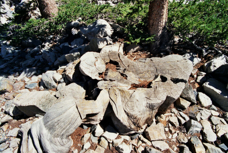 Dette er trestubben til et svært gammelt furutre. Informasjon lagret i disse og andre gamle trær er viktig for å kunne forstå radiokarbondatering.