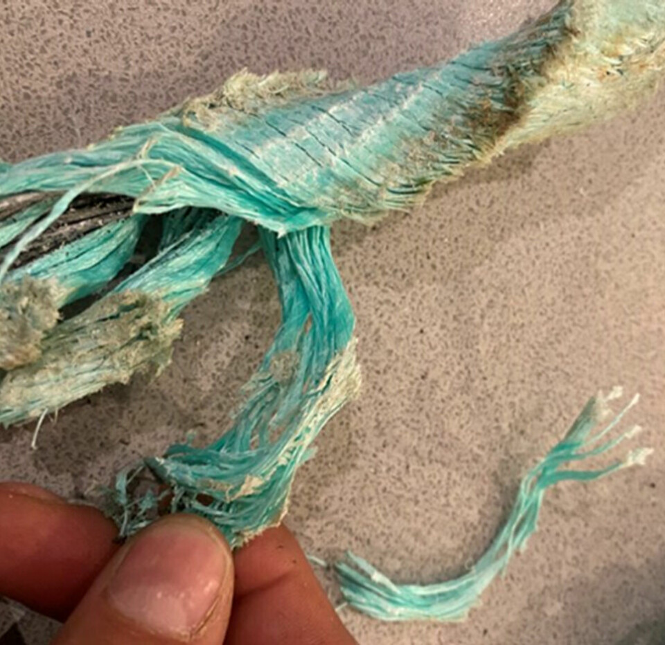 Worn plastic rope used in the aquaculture sector. This is a major source of marine plastic waste.