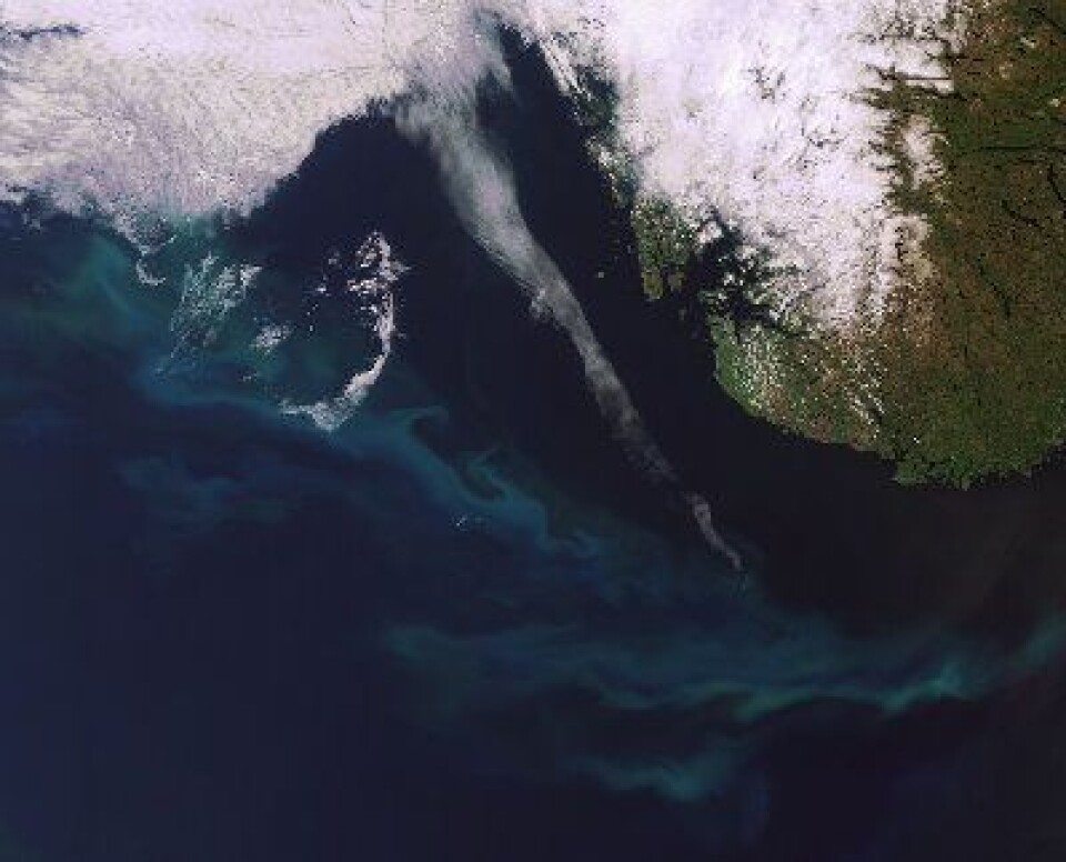 Nordsjøen sett fra ENVISAT 3 juni. Litt klarvær, litt skyer. Og mye alger/plankton i havet. (ESA)