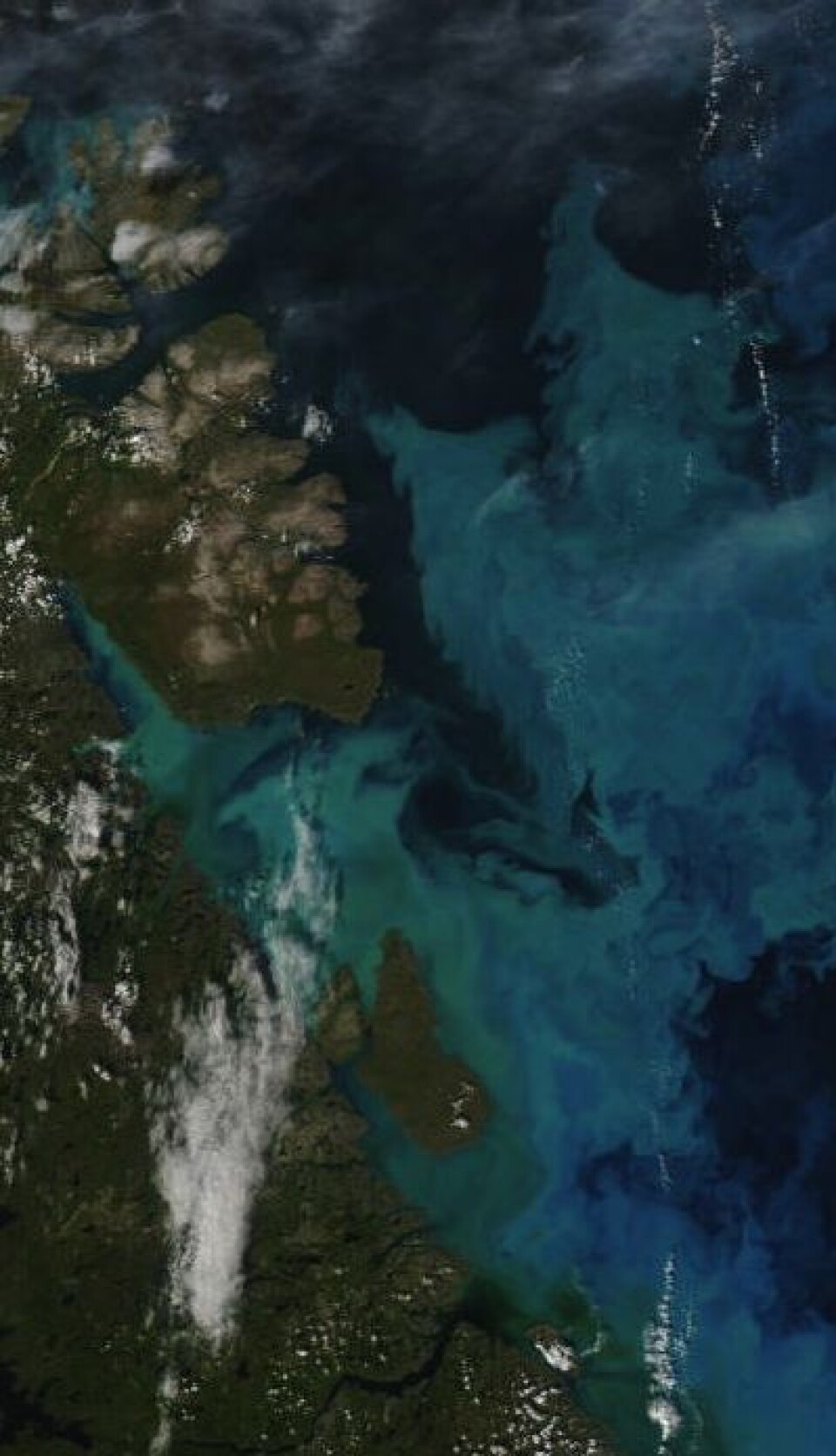 Fine farger i Varangerfjorden 25. august. Vi får håpe at det betyr godt fiske de kommende årene. (Nord opp til høyre). (Foto: (NASA MODIS))