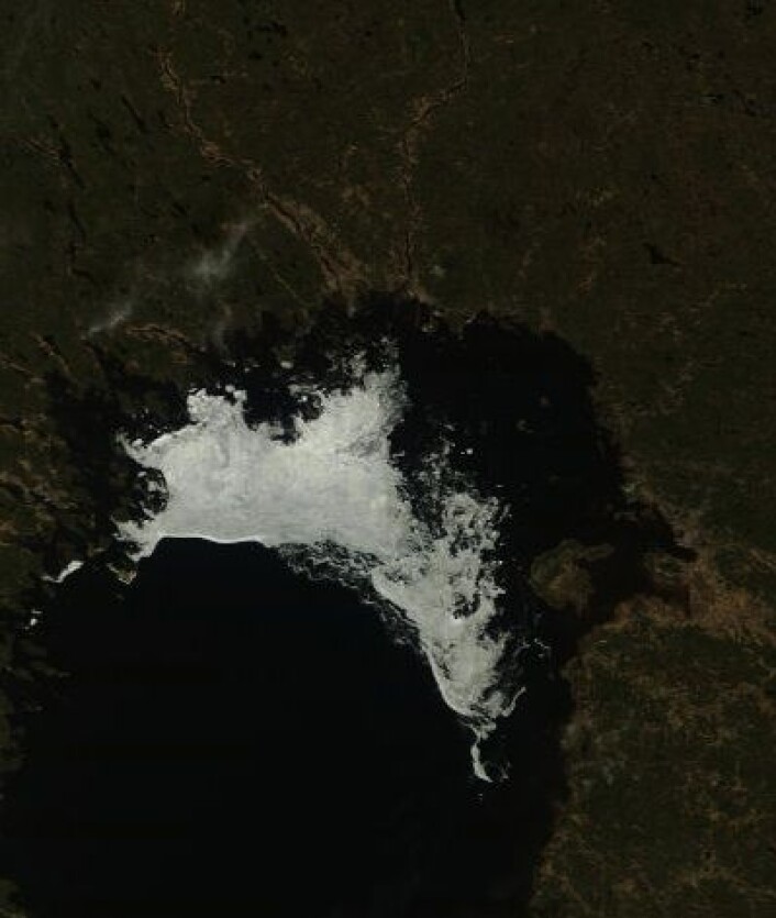 Årets siste bilde av isen i Bottenviken, tatt 16. mai (redusert detaljoppløsning). (Foto: (NASA Terra MODIS)) Årets siste bilde av isen i Bottenviken, tatt 16. mai (redusert detaljoppløsning). (Foto: (NASA Terra MODIS))