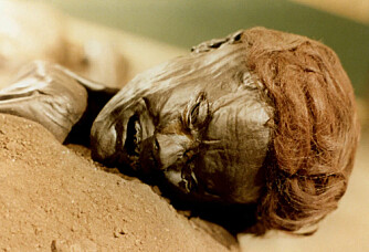 Several thousand people have been found in bogs in Europe. What kind of stories are found in 12,000 years of remains?