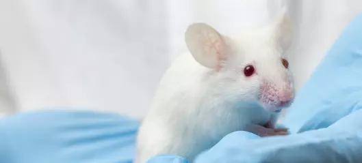 Tarmbakterier styrte utviklingen av endometriose hos mus, viser ny undersøkelse