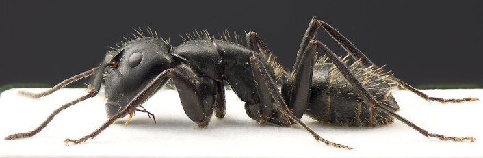 Camponotus vagus er en stokkmaur som er en av Europas største maurarter. Den ble for første gang oppdaget i Norge i 1998, på Valer i Øsfold. (Foto: Lars Sandved Dalen, Skog og landskap). Camponotus vagus er en stokkmaur som er en av Europas største maurarter. Den ble for første gang oppdaget i Norge i 1998, på Valer i Øsfold. (Foto: Lars Sandved Dalen, Skog og landskap).