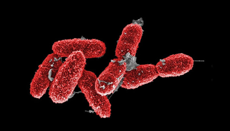 Methylobacter tundripaludum er en av bakteriene som fjerner metan.