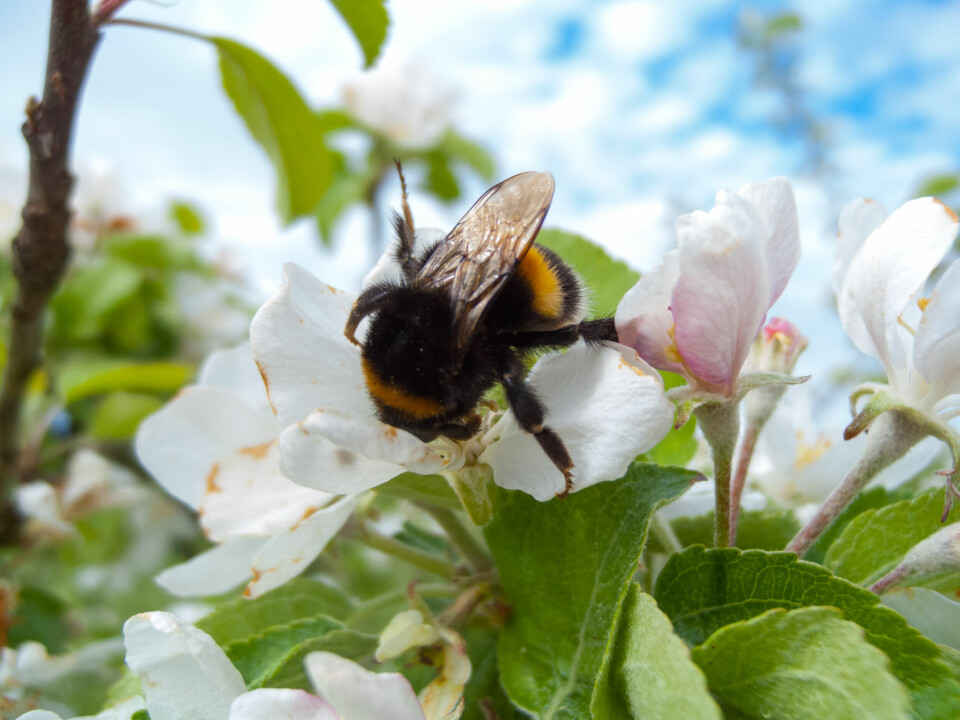 In addition to restoring habitats in agricultural landscapes and enhancing pollinator habitats in urban areas, NINA is also addressing the EU Pollinators Initiative through better conservation of species and habitats.