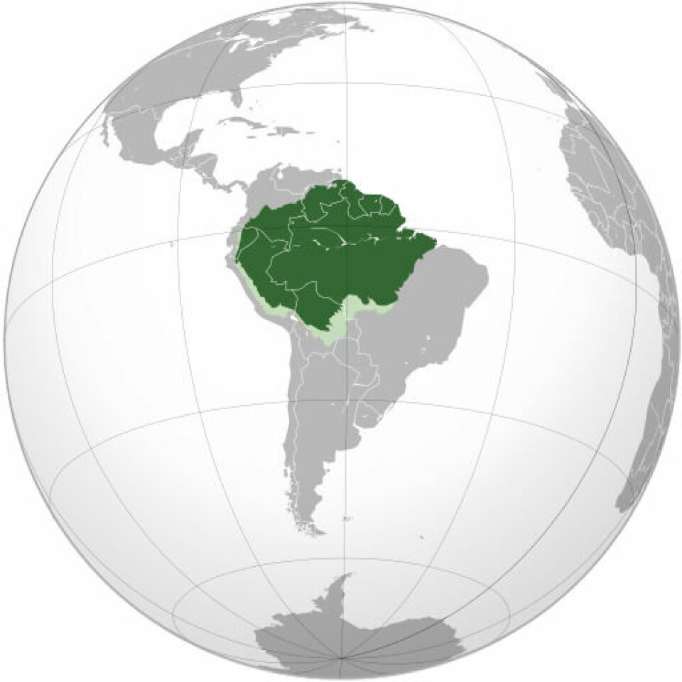 Regnskogen i Amazonas strekker seg over ni ulike land: Brasil, Colombia, Peru, Venezuela, Ecuador, Bolivia, Guyana, Fransk Guyana og Surinam.