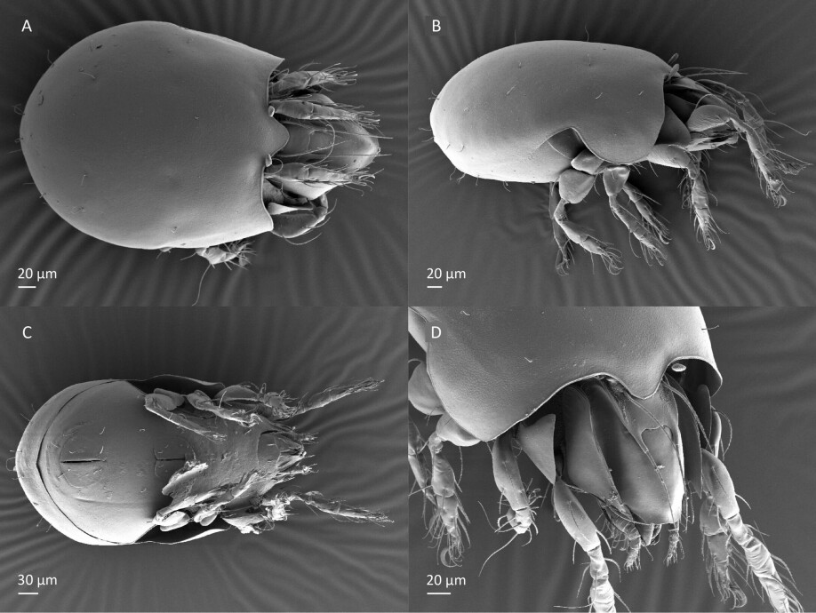 Mikroskopbilder av den nye midden Zachvatkinibates svanhovdi. A – fra oversiden, B – fra siden, C – fra undersiden og D – skrått forfra.