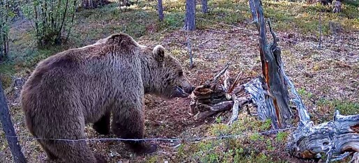 Økende antall brunbjørn påvist i Karasjok