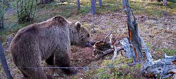 Økende antall brunbjørn påvist i Karasjok