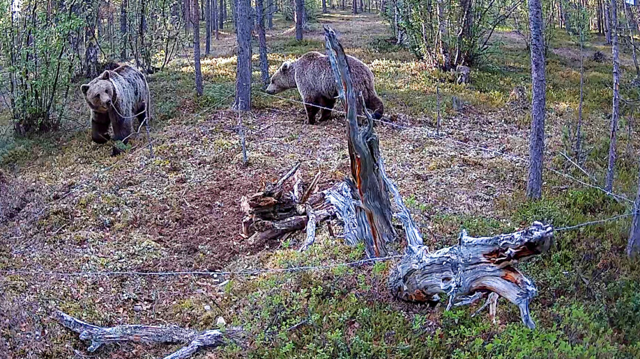 Bjørner i hårfelle i Karasjok Kommune.