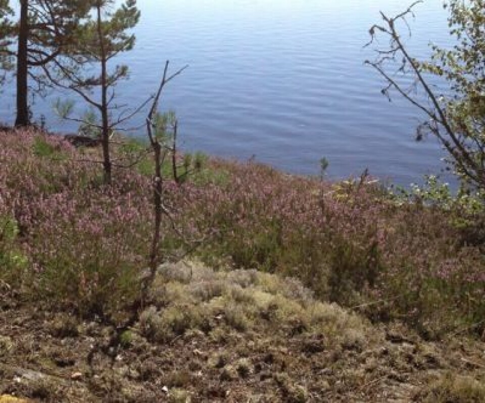 Tyttebærene er plukket, røsslyngen blomstrer, og sola er tilbake. Vi satser på en fin høst. (Foto: T. Wahl)